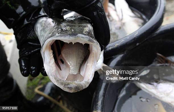 Fishermen holds a pike that has swallowed another fish which was rescued from below the lock gates at the Caen Hill Lock Flight on the Kennet & Avon...