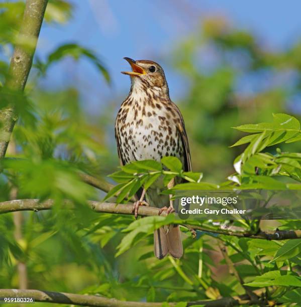 song thrush [turdus philomelos] - songbird stock-fotos und bilder