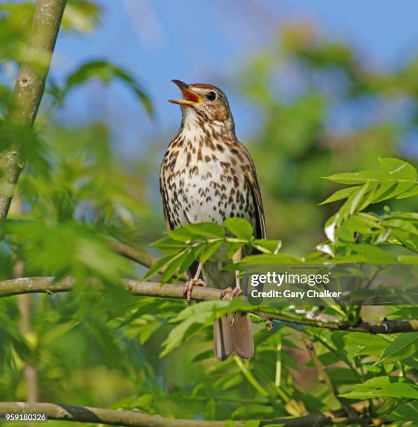 song thrush [turdus philomelos] - songbird stock pictures, royalty-free photos & images