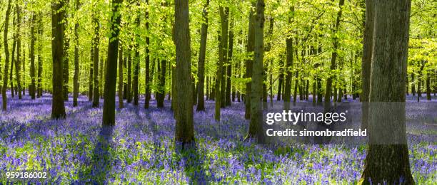 bluebells in an english beechwood - bluebell woods imagens e fotografias de stock