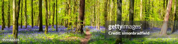 bluebell wood panoramic - deciduous tree stock pictures, royalty-free photos & images