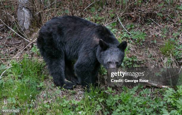 Black bear searches for food along the Tennessee border at Newfound Gap on May 11, 2018 near Cherokee, North Carolina. The Great Smoky Mountains...
