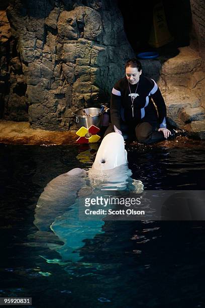 Marine mammal trainer Madelyn Hettiger feeds Puiji, a beluga whale, as her six-week-old calf clings to her side at Shedd Aquarium January 21, 2010 in...