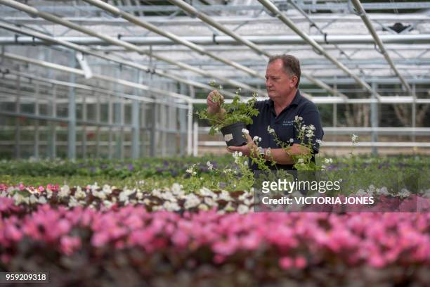Nursery manager Mike Jones inspects some Dusky Cranesbill geraniums, which are being grown for the wedding of Britain's Prince Harry and Meghan...