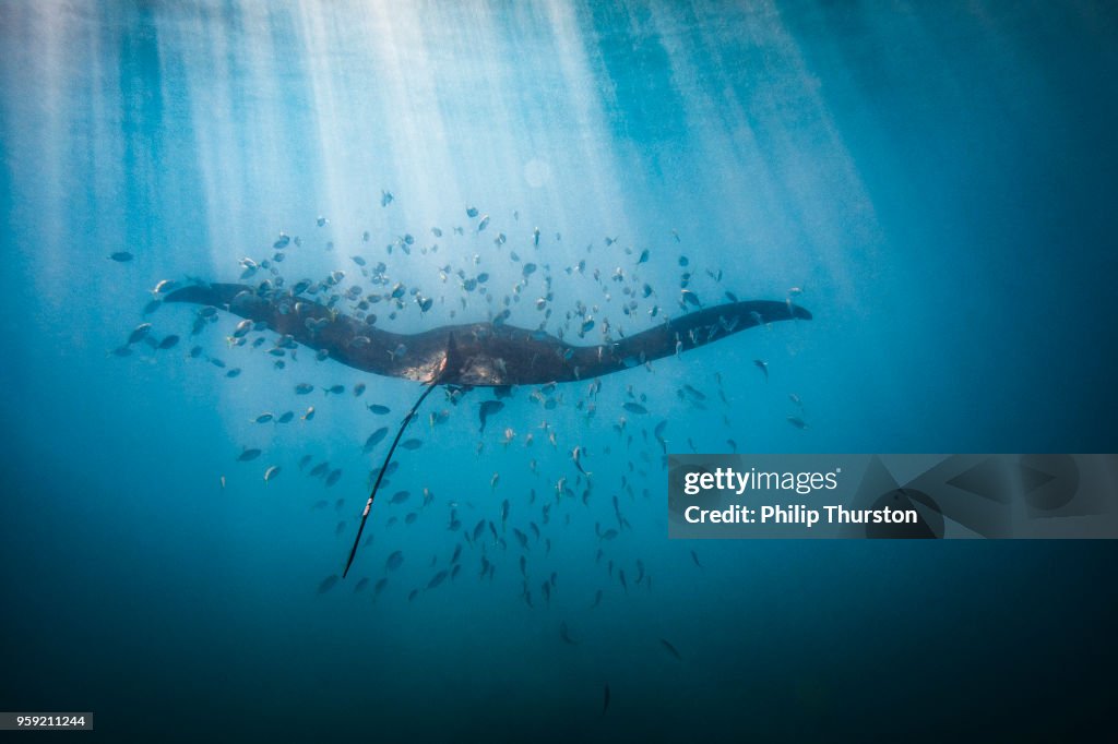 Manta ray swimming in sunlight