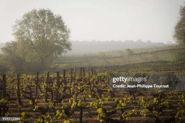 early morning in a vineyard of the loire valley, france - loire valley spring stock pictures, royalty-free photos & images