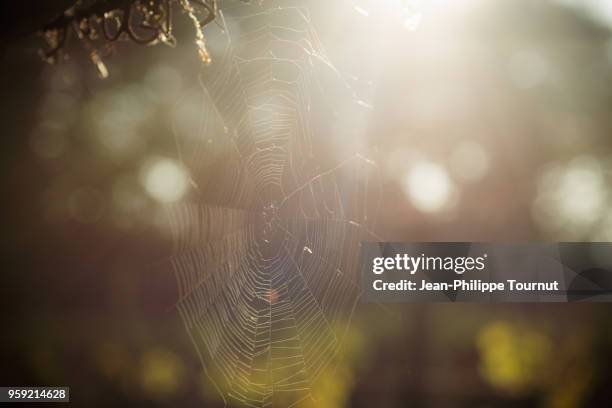 spider web in a vineyard of the loire valley, france - loire valley spring stock pictures, royalty-free photos & images