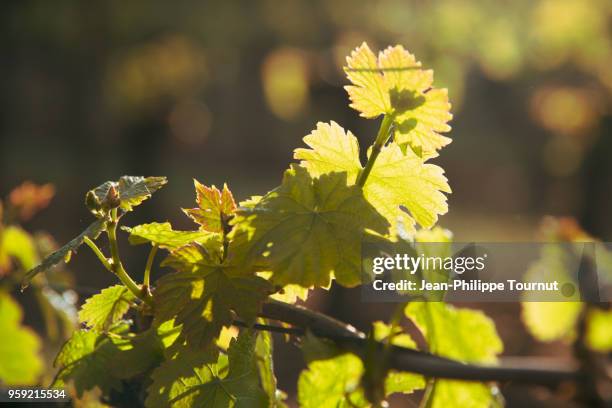 vine leaves in the early morning sun, loire valley, france - loire valley spring stock pictures, royalty-free photos & images