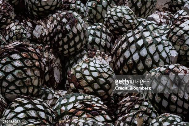 Blue agave pits, referred to as pineapples, sit in a pile at the Becle SAB Jose Cuervo distillery in the town of Tequila, Jalisco state, Mexico, on...