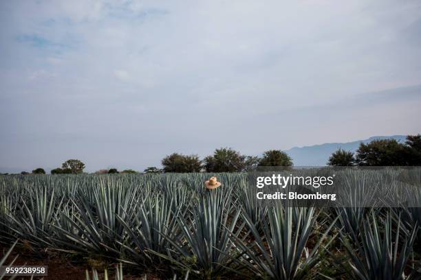 Hat sits on a blue agave plant at the Becle SAB Jose Cuervo farm in the town of Tequila, Jalisco state, Mexico, on Thursday, May 3, 2018. Jose Cuervo...