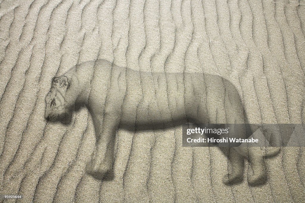 Animal on sand