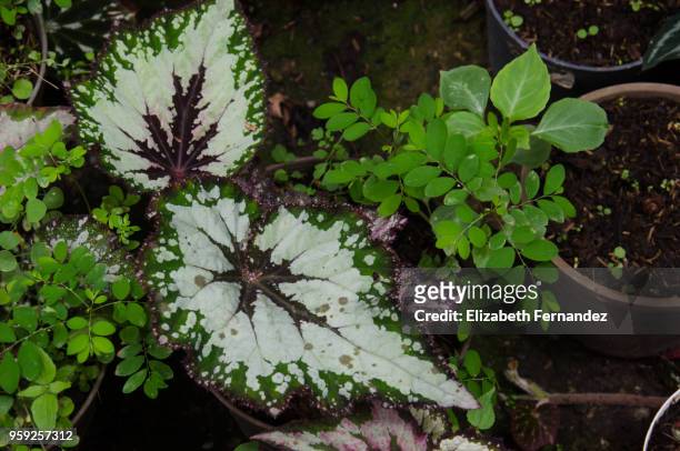 begonia rex leaves - begonia stock pictures, royalty-free photos & images