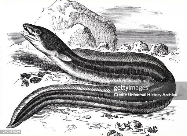 Engraving depicting a European Conger Eel, a carnivorous marine eel and genus of marine congrid eels. Dated 19th century.