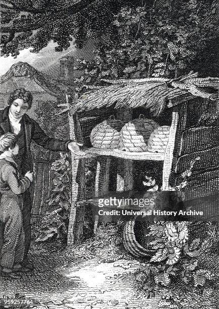 Engraving depicting a beekeeper standing near straw Beehives which are kept under a thatched wooden shelter. Engraved by John Romney an English...