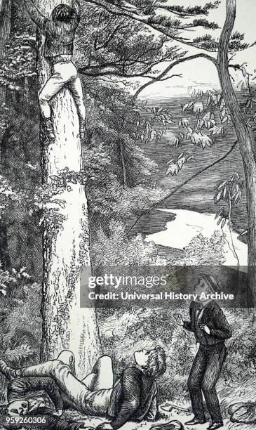 Engraving depicting a scene from 'Tom Brown's Schooldays': Martin climbing the pine tree to steal the kestrel's eggs. Tom Brown's Schooldays is set...