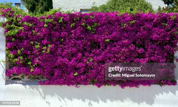 violet wall - flower wall stock pictures, royalty-free photos & images