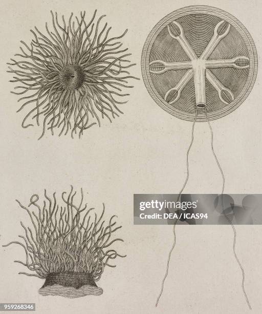 And II) Sea anemone , Actiniidae; III) Jellyfish , engraving from Atti della Reale Accademia delle Scienze, Sezione della Societa Reale Borbonica,...