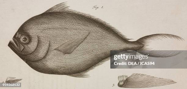 Pelvic and pectoral fin of Pomfret , Bramidae, engraving from Atti della Reale Accademia delle Scienze, Sezione della Societa Reale Borbonica,...