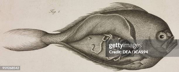 Parasitic worms in a Pomfret , Bramidae, engraving from Atti della Reale Accademia delle Scienze, Sezione della Societa Reale Borbonica, Stamperia...