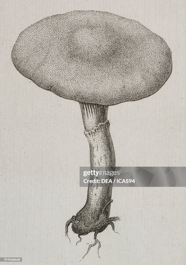Agaricus tetrodorus, Agaricaceae, engraving