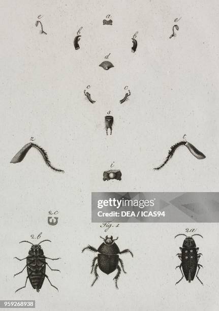 Coleoptera , engraving by Raffaele Biondi after a drawing by Antonio Siesto, from Atti della Reale Accademia delle Scienze, Sezione della Societa...