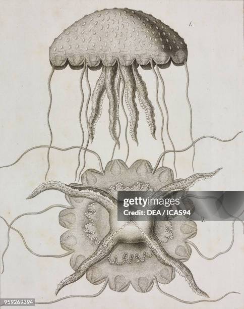 Mauve Stinger , Pelagiidae, engraving by Raffaele Estevan from Atti della Reale Accademia delle Scienze, Sezione della Societa Reale Borbonica,...