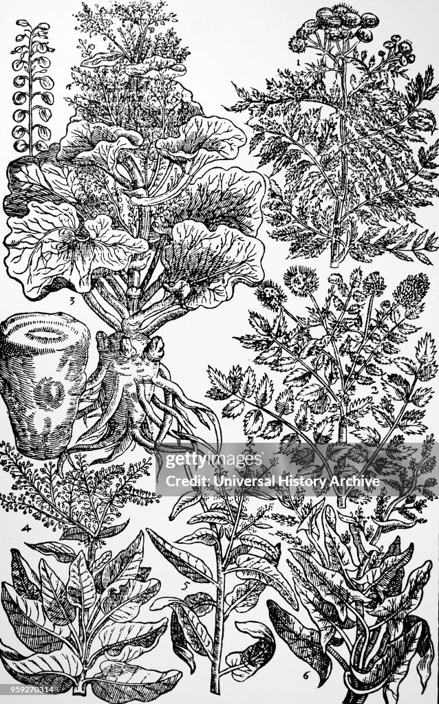 A selection of salad and medicinal herbs.
