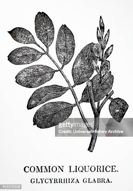 Engraving depicting part of a liquorice plant, a herbaceous perennial legume native to southern Europe and parts of Asia, such as India. Dated 19th...