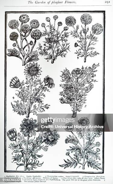 Plate showing Feverfew from John Parkinson's 'Paradisi in Sole Paradisus Terrestris'. Tanacetum parthenium, feverfew, is a flowering plant in the...