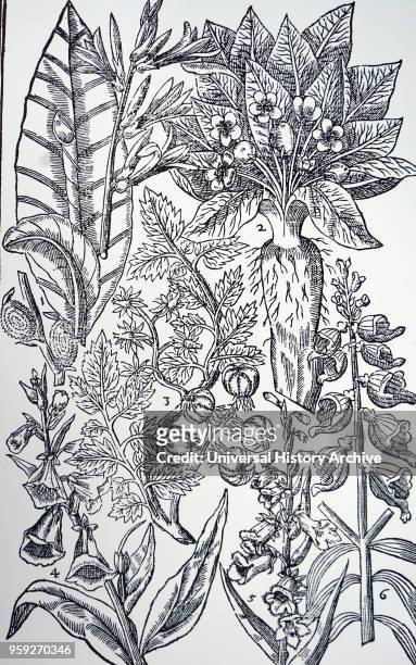 Plate showing Mandrake and Foxgloves from John Parkinson's Paradisi in Sole Paradisus Terrestris'. John Parkinson an English herbalist and botanist....
