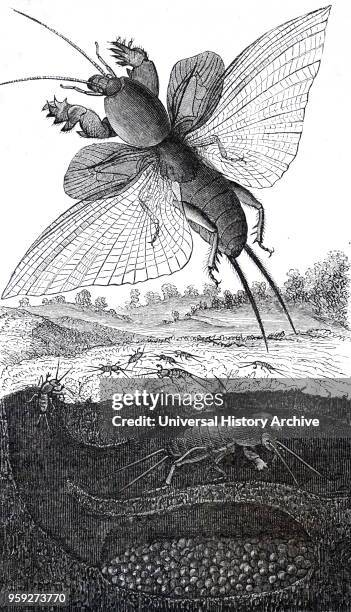Engraving depicting a Mole Cricket. Mole crickets are cylindrical-bodied insects about 3-5 centimetres long, with small eyes and shovel-like...