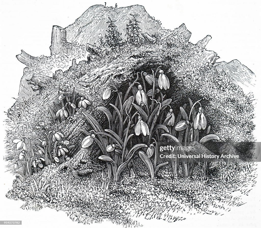 Snowdrops.