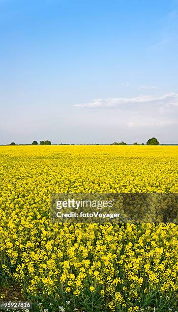 bright yellow crop big blue sky - canola stockfoto's en -beelden