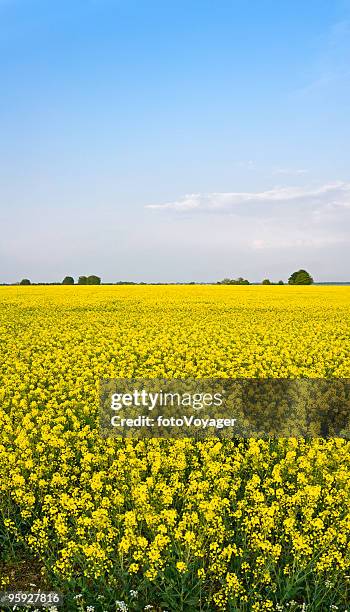 amarelo vivo colheita grande céu azul - canola imagens e fotografias de stock