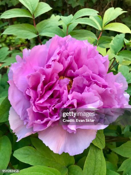 tree peony - paeonia suffruticosa stock pictures, royalty-free photos & images