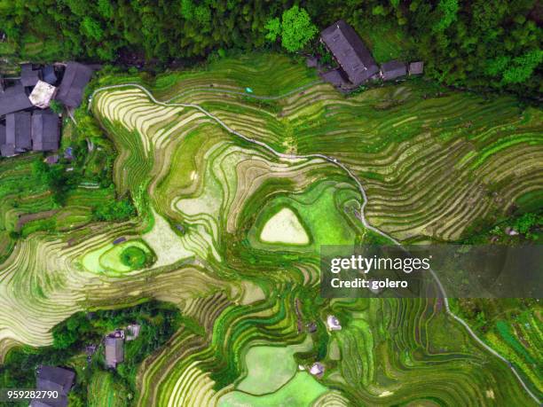 drone  view  longsheng rice terrace fields - yao tribe stock pictures, royalty-free photos & images