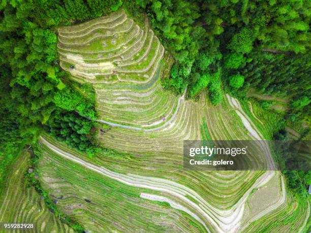 vista drone campi da terrazza di riso longsheng - longji tetian foto e immagini stock