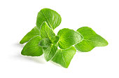 Oregano leaves isolated on a white background. Fresh herb spice