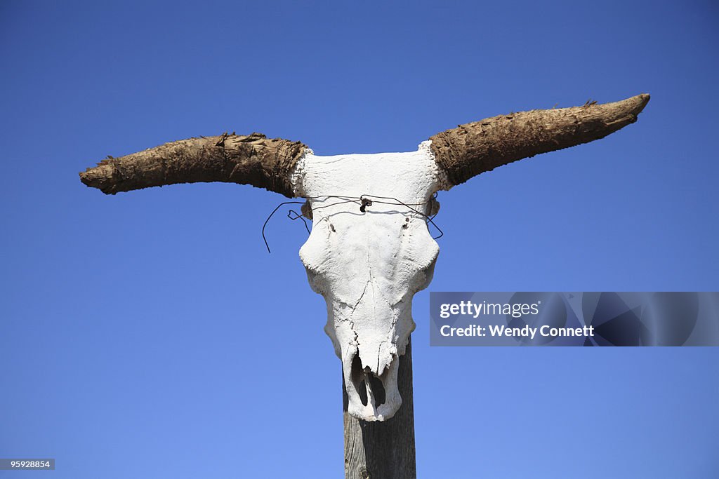 Cattle steer skull new mexico