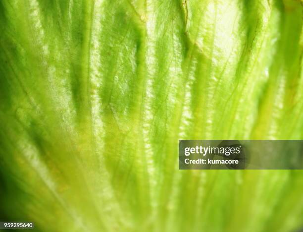 lettuce leaf,close up - lettuce leaf stock pictures, royalty-free photos & images