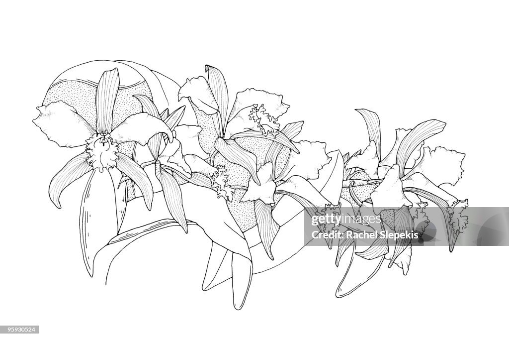 Cymbidium Orchid Drawing