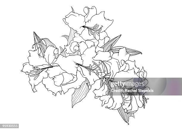 stylized casablanca lilies - lilien stock-grafiken, -clipart, -cartoons und -symbole
