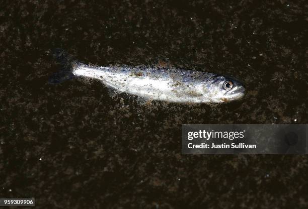 Young fingerling Chinook salmon swims after being released into a holding pen at Pillar Point Harbor on May 16, 2018 in Half Moon Bay, California....