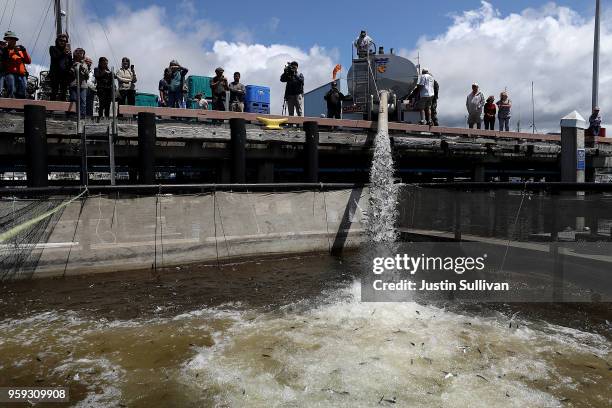 Thousands of young fingerling Chinook salmon are released into a holding pen at Pillar Point Harbor on May 16, 2018 in Half Moon Bay, California....