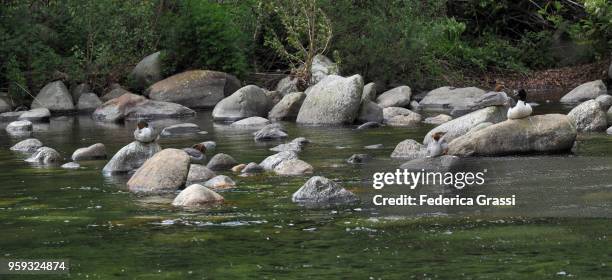 panoramic view of mountain stream with group of grebes - see lake waterfowl stock-fotos und bilder