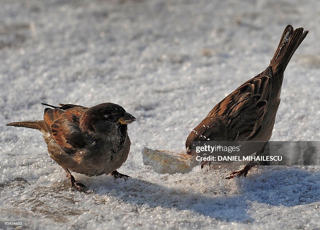 Sparrows eat a piece of bread over froze