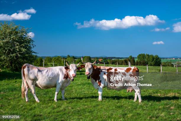 funny cows in a spring landscape, france, europe - happy cow stock-fotos und bilder