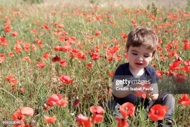 baby boy playing with poppies - isabel pavia stock-fotos und bilder
