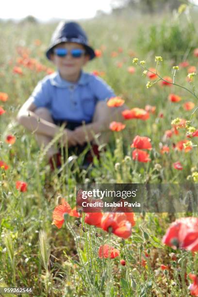 boy with poppies - isabel pavia stockfoto's en -beelden