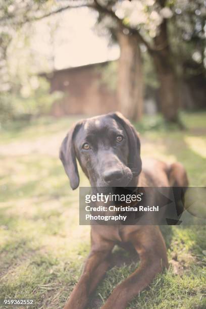beautiful pure bred dog looking directly into camera - pure bred dog - fotografias e filmes do acervo